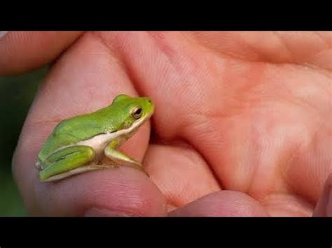 A Surprising Encounter: Discovering a Gigantic Frog in my Grasp!