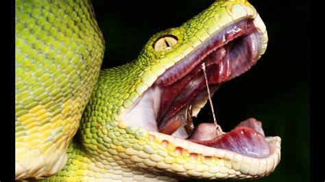 A Surprising Encounter: Nightmares of an Astonishing Reptile