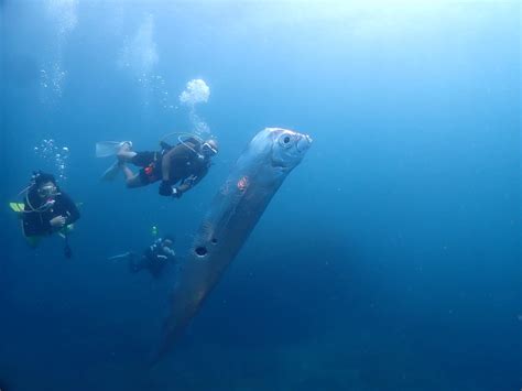 A Surprising Encounter: Spotting an Enormous Fish in a Flower Arrangement