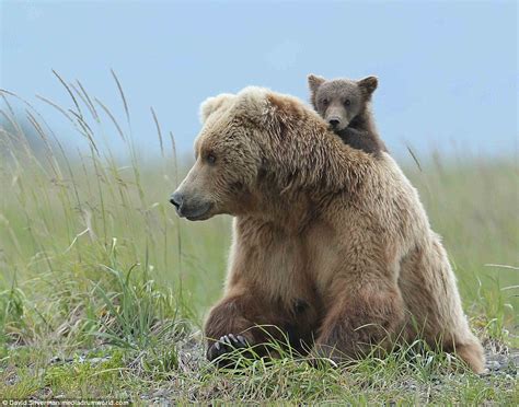 A Surreal Encounter: The Bear and Her Cubs