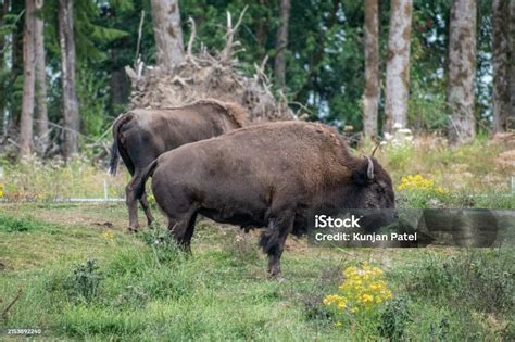 A Surreal Wildlife Encounter amidst the Untouched Wilderness