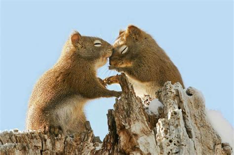 A Tale of Romance in the Animal Kingdom