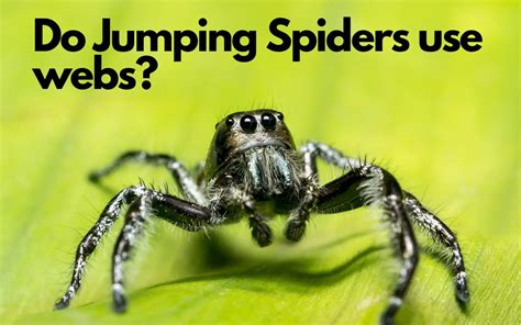 A Tangled Web: How Jumping Spiders Construct Their Distinctive Nests