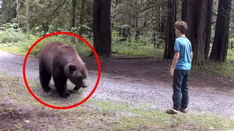 A Terrifying Encounter: A Bear Appears in a Dream