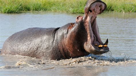 A Terrifying Encounter: Recounting the Experience of Dreaming about a Hippopotamus