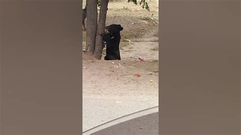 A Terrifying Encounter: Witnessing a Ferocious Bear Assault