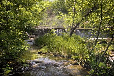 A Tranquil Oasis: Immersed in the Pristine Stream