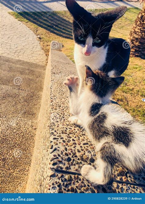 A Unique Connection: The Unbreakable Bond Between a Gentleman and a Feline Mother