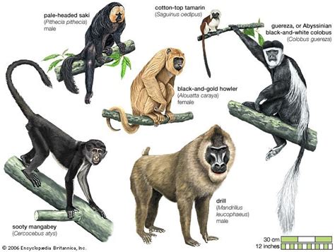 A Visit from the Wild: Considering the Primate's Representation of Nature