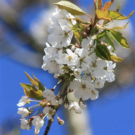 A Visual Symphony: Exploring the Graceful Blossoms of a Majestic Prunus Avium