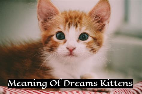 A Woman's Perspective on the Symbolic Meaning of Dreaming about Tiny Kittens