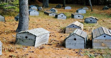 A mysterious burial ground with a sorrowful history