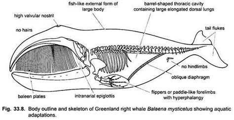 Adaptations in Skeletal Structure for Efficient Swimming