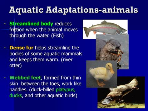 Adaptations of an Aquatic and Terrestrial Creature: Ingenious Techniques for Survival