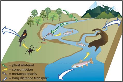 Adapting to a New Environment: Overcoming the Challenges of Transitioning from an Aquatic to a Terrestrial Habitat