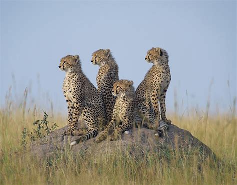 Adrenaline Rush: The Thrilling Fantasies of Cheetahs in their Natural Habitat