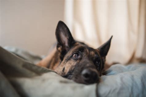 An Analysis of Dreams Featuring a Large, Gentle German Shepherd