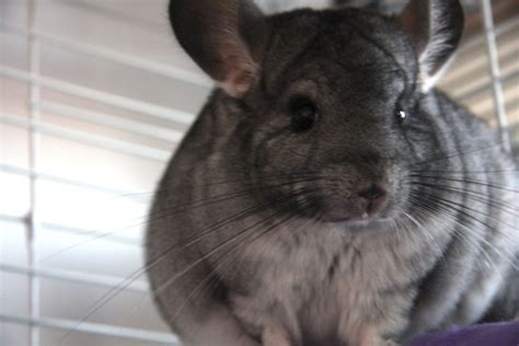 An Enigmatic and Imperiled Species: The Elusiveness of Chinchillas