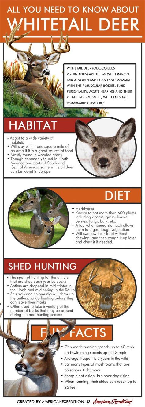 An Exploration of the Deer's Diet and Foraging Techniques