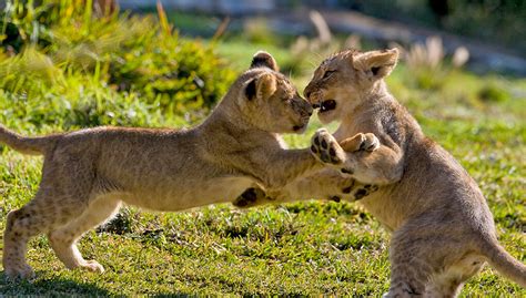 An Inside Look into the Dreams of Young Lion Cubs in Their Natural Habitat