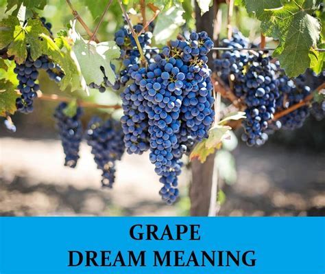 An Insight into the Significance of Grapes in Dream Analysis