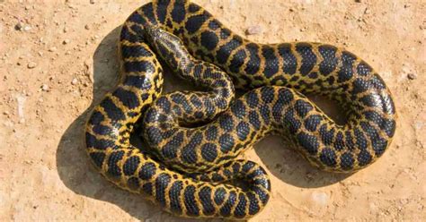 An Overview of Anaconda Feeding Behavior