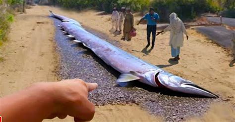 An Unbelievable Sight: A Gigantic Fish Found on the Ground