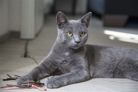 An Unexpected Dream: The Arrival of a Charcoal-colored Kitty