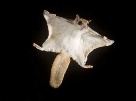 An Unexpected Encounter: A Flying Mammal in My Night Fantasies