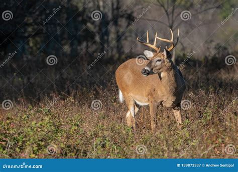 An Unexpected Encounter: A Majestic Buck Roams into the Path of a Curious Woman