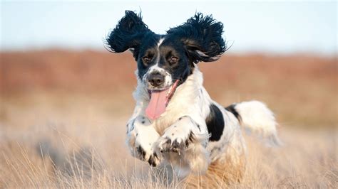 An Unexpected Encounter with a Playful Canine Companion