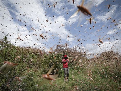 An Unexpected Guest: The Arrival of a Enormous Locust