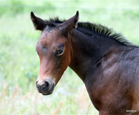 An Unexpected Meeting: Horses Cross Paths with a Deliberating Panther