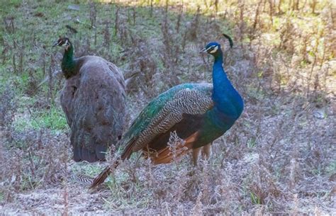 An Unexpected Meeting: Peafowl in their Natural Habitat