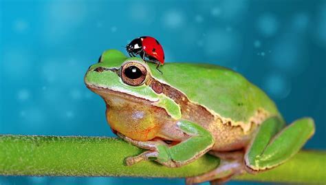 An Unexpected Vision: An Amphibian on an Insect's Crown