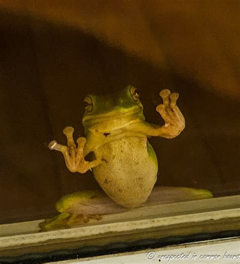 An Unexpected Visitor: A Frog's Intrusion into my Dream World