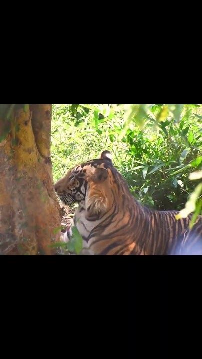 An Unforgettable Dream: Meeting a Majestic Tiger in the Wilderness