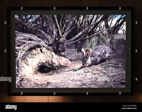 An Unforgettable Wildlife Encounter: Woman's Surprising Run-in with a Beaver