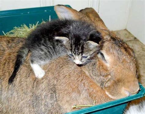 An Unlikely Bond: The Rabbit Takes on the Role of a Surrogate Mother