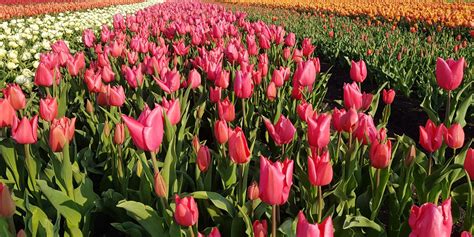 An Unveiling of the Cryptic World of Tulip Fantasies