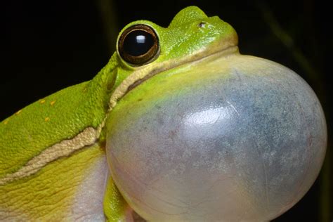 Analysis of the Frog's Size: What Does it Signify?