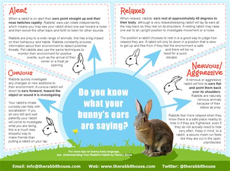 Analyze Your Emotions: What Does the Enormous Bunny Signify?