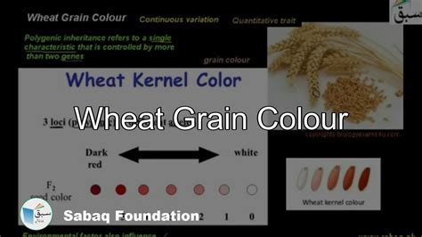 Analyzing the Color of the Wheat in the Dream