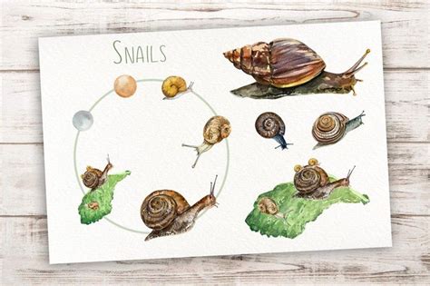 Analyzing the Connection between Escargot Imaginings and Personal Evolution