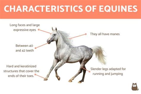 Analyzing the Distinctive Characteristics and Significance of Chestnut Equines in Visionary Experiences