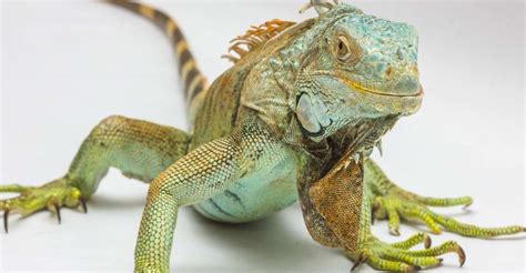 Analyzing the Impact of Iguana Bites in Dream Scenarios