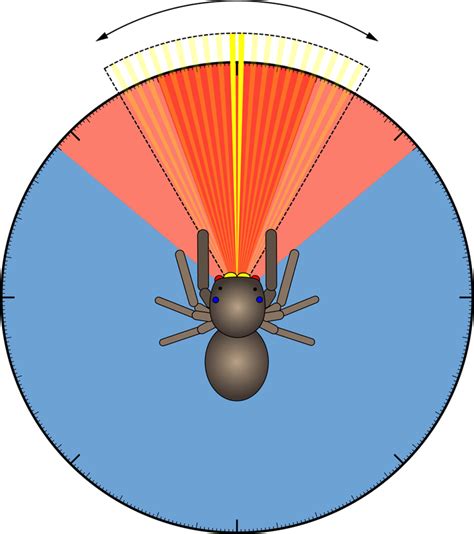 Analyzing the Magnitude of the Spider Web in the Vision