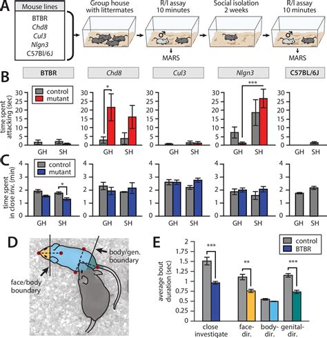 Analyzing the Mouse's Actions and Behavior