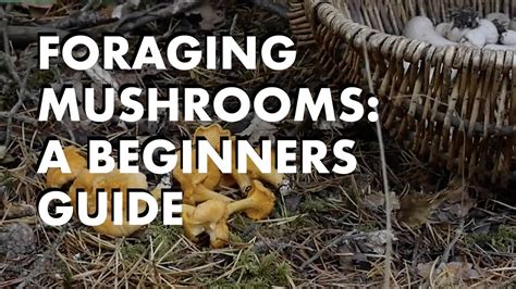 Analyzing the Profound Psychological Significance of Mushroom Foraging