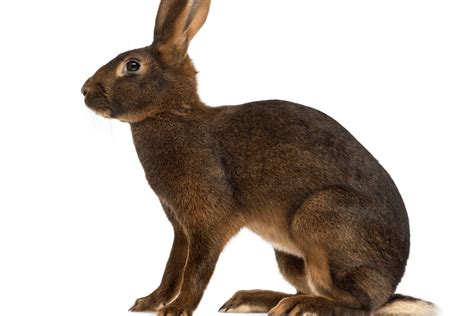 Analyzing the Role of Hare or Rabbit Aggression in the Field of Dream Psychology